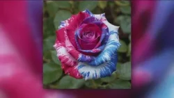 Grow with KARE: Beware of AI-generated plants online