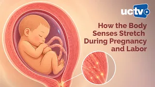 How the Body Senses Stretch During Pregnancy and Labor