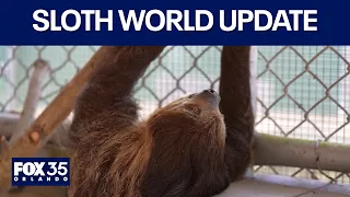 OCSO: No criminal charges recommended for Sloth World