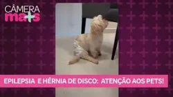 Meu Amigo Pet Crises Epilépticas e Hérnia de Disco