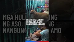 Mga huling lambing ng aso, inalala ng nangungulilang amo | GMA News Feed