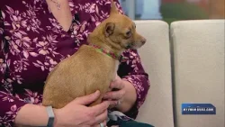 Pet of the Week: Sienna, Pawz & Purrz