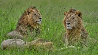 World Lion Day: In Kenya, lions face habitat loss
