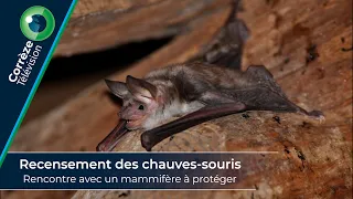 Recensement des chauves souris : Rencontre nocturne avec un mammifère à protéger