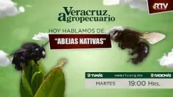 Veracruz Agropecuario - Abejas Nativas