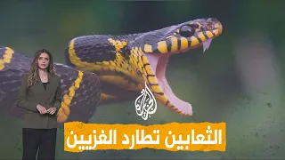 AJ+ | A Terrifying Black Snake Stalks Gazans in Their Tents