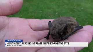 Health department reports increase in rabies-positive bats