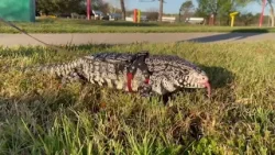 Местный житель потерял животное-компаньона и обратился за помощью в социальные сети.