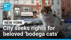 'Part of the city': New York seeks rights for beloved 'bodega cats' • FRANCE 24 English