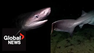 Vancouver Island diver captures rare encounter on camera with blunt-nose six gill shark