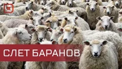 В Каспийске пройдет Российская выставка племенных овец и коз