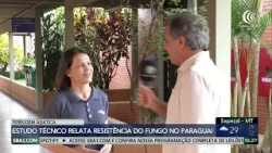 Estudo técnico relata resistência da ferrugem asiática no Paraguai