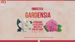 DA OGGI FINO A DOMENICA IN PIAZZA LE GARDENIE DELL'AISM