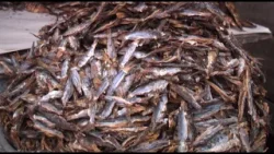 ЦЕПОЧКА СОЗДАНИЯ СТОИМОСТИ РЫБЫ