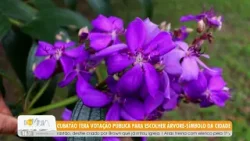 Cubatão terá votação pública para escolher árvore-símbolo da cidade - 19/2/26 Cubatão terá votação pública para escolher árvore-símbolo da cidade - 19/2/26