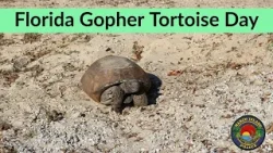 Gopher Tortoises