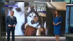 Военнослужащий просит помощи в поисках пропавшей собаки и автомобиля после исчезновения человека,... Военнослужащий просит помощи в поисках пропавшей собаки и автомобиля после исчезновения человека,...