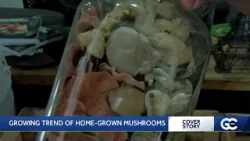 Cover Story: The growing trend of homegrown mushrooms Cover Story: The growing trend of homegrown mushrooms