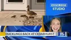 Cedarhurst Senior Living welcomes ducklings once again