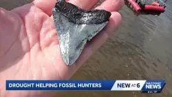 Drought puts Peace River fossil hunting on the map with megalodon teeth Drought puts Peace River fossil hunting on the map with megalodon teeth