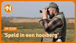 Natuurfotograaf Wilco van der Laan zoekt de zeldzame Rossgans | Op Zuik Natuurfotograaf Wilco van der Laan zoekt de zeldzame Rossgans | Op Zuik
