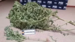 PDI desmantela planta de marihuana ubicada en plena vía pública en campamento de Antofagasta PDI desmantela planta de marihuana ubicada en plena vía pública en campamento de Antofagasta