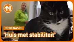 Waar vindt kat Cheetos een huis met stabiliteit? Waar vindt kat Cheetos een huis met stabiliteit?
