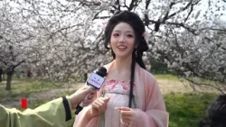 ?Самое яркое путешествие: в Китае стартовал сезон весеннего цветения ?Самое яркое путешествие: в Китае стартовал сезон весеннего цветения