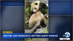 San Francisco Zoo to receive giant pandas from China, Mayor Breed announces