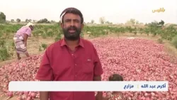 تعثر تصدير البصل يتسبب بكساد ملحوظ في لحج جراء زيادة العرض وانخفاض الطلب | تقرير: سامح عبد الوهاب تعثر تصدير البصل يتسبب بكساد ملحوظ في لحج جراء زيادة العرض وانخفاض الطلب | تقرير: سامح عبد الوهاب
