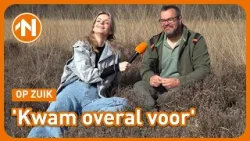 Levendbarende hagedis heeft het steeds lastiger in Groningen Levendbarende hagedis heeft het steeds lastiger in Groningen