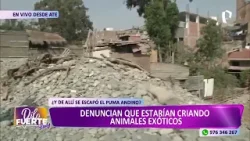 Denuncian crianza de animales exóticos en Ate: vecinos aseguran que puma andino escapó del lugar