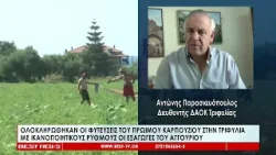 Ολοκληρώθηκαν οι φυτεύσεις του πρώιμου καρπουζιού στην Τριφυλία Ολοκληρώθηκαν οι φυτεύσεις του πρώιμου καρπουζιού στην Τριφυλία
