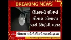 Amreli Lion Video | બગસરામાં ગૌશાળા પાસે બે સિંહની લટારથી પશુઓમાં ફફડાટ Amreli Lion Video | બગસરામાં ગૌશાળા પાસે બે સિંહની લટારથી પશુઓમાં ફફડાટ