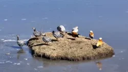 ?Весна в Ганьсу: возвращение перелётных птиц ?Весна в Ганьсу: возвращение перелётных птиц