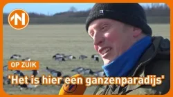 Op zuik naar brandganzen op Schier: 'Dit is de tijd om ze te zien' Op zuik naar brandganzen op Schier: 'Dit is de tijd om ze te zien'