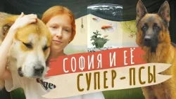 София и её супер-псы: немецкая овчарка и пиренейская горная. Мой питомец София и её супер-псы: немецкая овчарка и пиренейская горная. Мой питомец