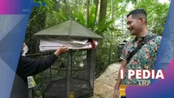 Pacu Adrenalin Dengan Mario Kart Pertama Di Indonesia | I PEDIA (20/04/24) P3