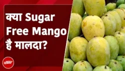Mango In Diabetes: क्या Sugar Free Mango है मालदा? अगर आपको मधुमेह है तो आम कैसे खाएं?