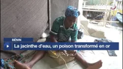 Bénin : la jacinthe d’eau, un poison transformer en or Bénin : la jacinthe d’eau, un poison transformer en or