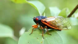 Cicada invasion: People calling police over 'deafening' buzzing in South Carolina