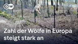 Warum die EU Vorschriften zum Schutz von Wölfen lockert | DW Nachrichten Warum die EU Vorschriften zum Schutz von Wölfen lockert | DW Nachrichten