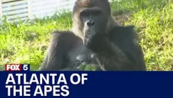Zoo Atlanta summer tickets include apes and more | FOX 5 News