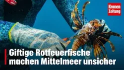 Giftige Rotfeuerfische machen Mittelmeer unsicher | krone.tv NEWS