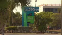 Miami Seaquarium stays open on day its lease with Miami-Dade ends