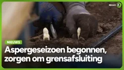 Aspergeseizoen gestart in Elten: grensafsluiting bij Beek kan invloed hebben op verkoop Aspergeseizoen gestart in Elten: grensafsluiting bij Beek kan invloed hebben op verkoop