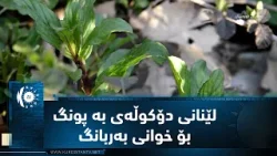 سیدەکان.. هێنانی گیا بەهاریەکان و لێنانی دۆکوڵەی بە پونگ بۆ خوانی بەربانگ سیدەکان.. هێنانی گیا بەهاریەکان و لێنانی دۆکوڵەی بە پونگ بۆ خوانی بەربانگ
