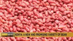 Kenya : une nouvelle variété de haricots qui s'adapte au climat