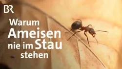 Ameisen im Wald: Was man über sie wissen muss | Wir in Bayern | BR
