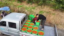 ? «Бизнес за час»: Технологии открыли новую главу в развитии китайских деревень ? «Бизнес за час»: Технологии открыли новую главу в развитии китайских деревень